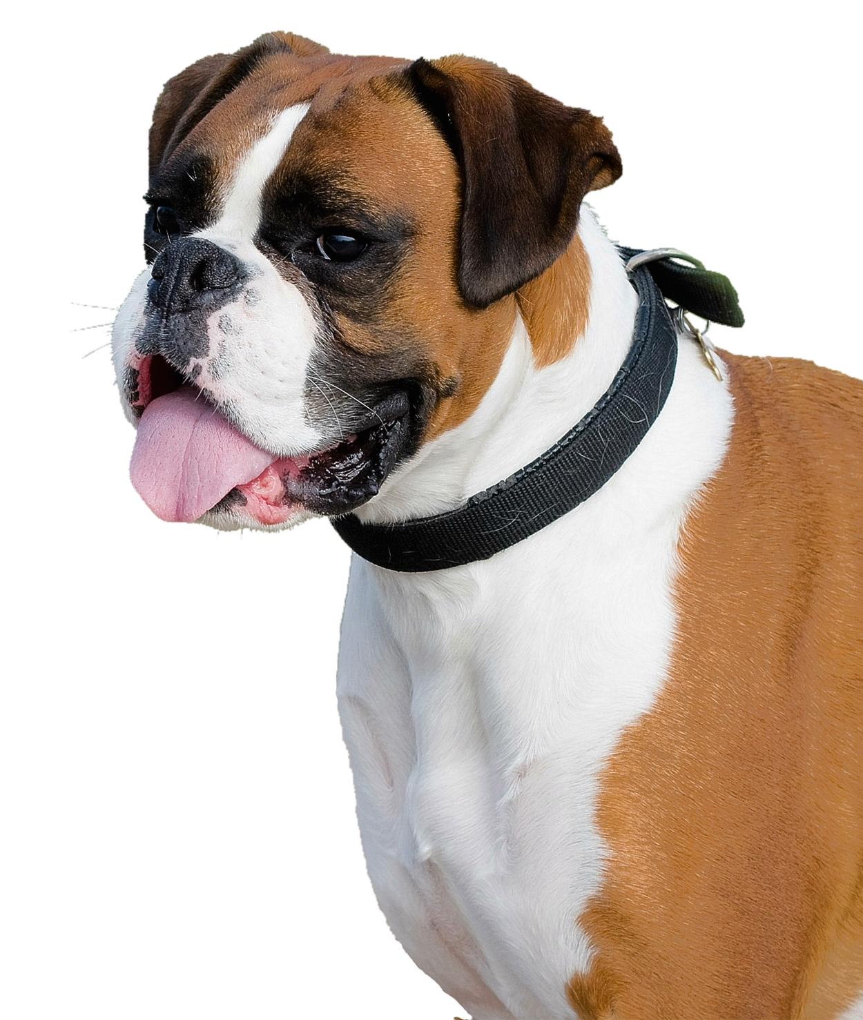 Boxer Dog Png Transparent Image - Boxer Dog, Transparent background PNG HD thumbnail