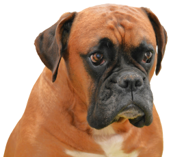 Boxer Dog Png Transparent Image - Boxer Dog, Transparent background PNG HD thumbnail