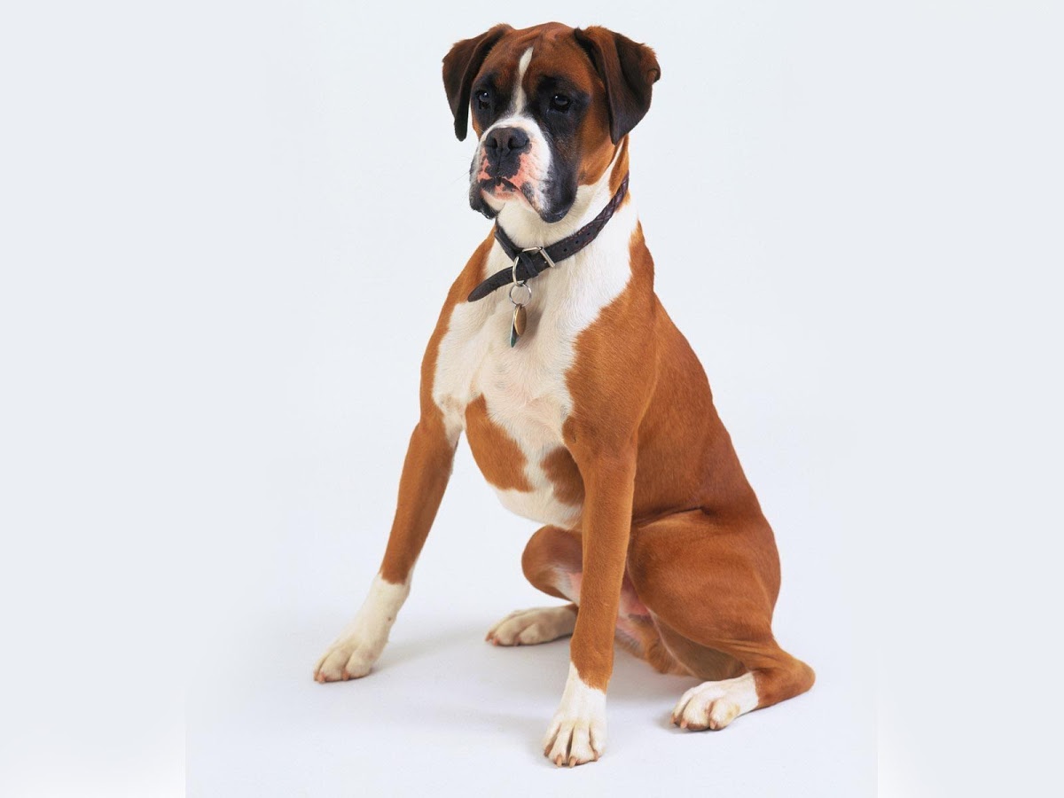 Boxer Dog Wallpaper - Boxer Dog, Transparent background PNG HD thumbnail