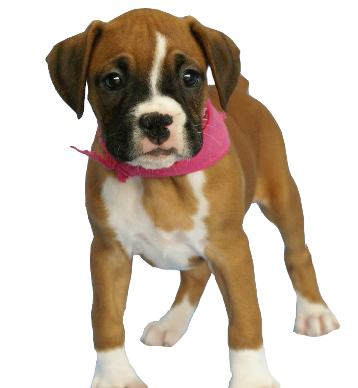 Dog Png Image - Boxer Dog, Transparent background PNG HD thumbnail
