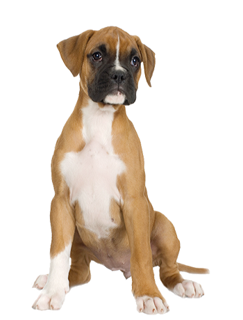 Undisputed Boxers Kennel Boxe
