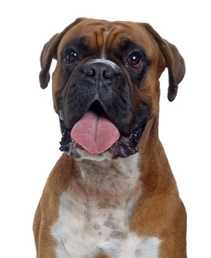 New HD Cute Boxer Dog Wallpap