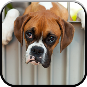 Boxer Dog PNG HD-PlusPNG.com-