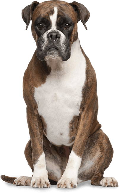 They Are Loyal Family Companions, Lovers Of Children, Gentle And Patient By Nature And - Boxer Dog, Transparent background PNG HD thumbnail