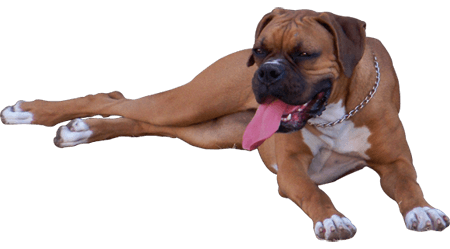 New HD Cute Boxer Dog Wallpap