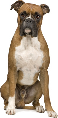 Boxer Sitzend Von Vorne. - Boxer Hund, Transparent background PNG HD thumbnail