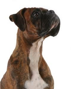Buy Online Plavix No Prescription - Boxer Hund, Transparent background PNG HD thumbnail