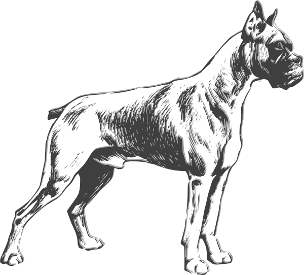 Download This Image As: - Boxer Hund, Transparent background PNG HD thumbnail