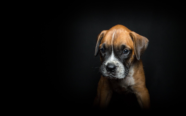 Herunterladen Hintergrundbild Boxer, Hund, Klein, Welpe, Niedlich, Tiere, Haustiere, - Boxer Hund, Transparent background PNG HD thumbnail