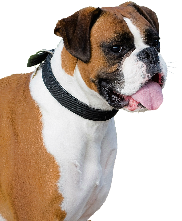 Isolated, Boxer, Dog, Animal, Portrait - Boxer Hund, Transparent background PNG HD thumbnail