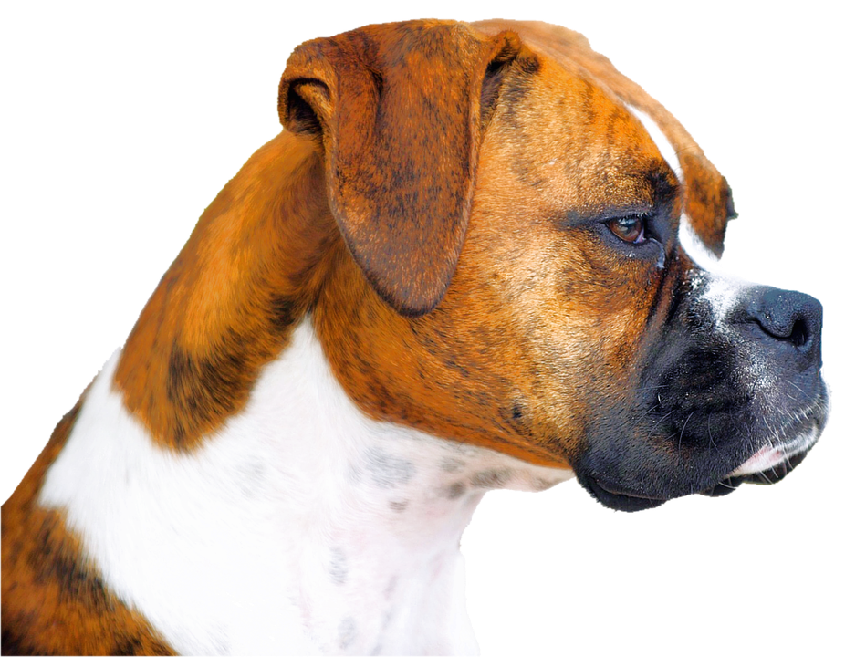 Isolated, Boxer, Dog, Animal Portrait - Boxer Hund, Transparent background PNG HD thumbnail