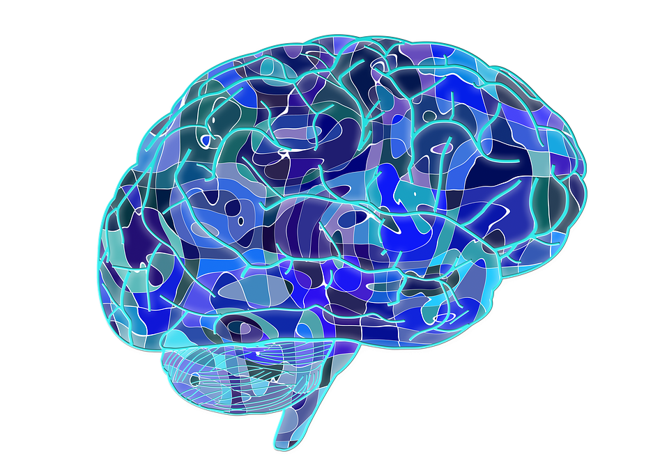 Brain, Biology, Abstract, Cerebrum, Science, Anatomy - Brain, Transparent background PNG HD thumbnail