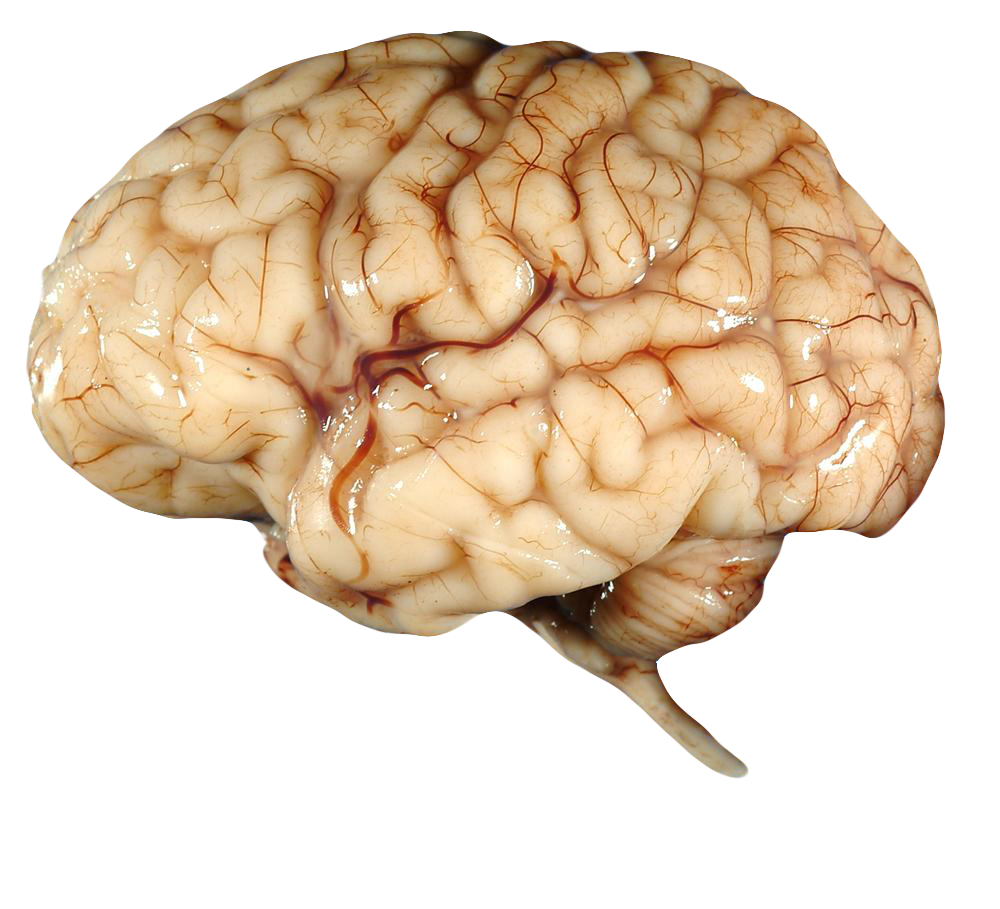 Brain Free Transparent Png By Absurdwordpreferred On Deviantart - Brain, Transparent background PNG HD thumbnail