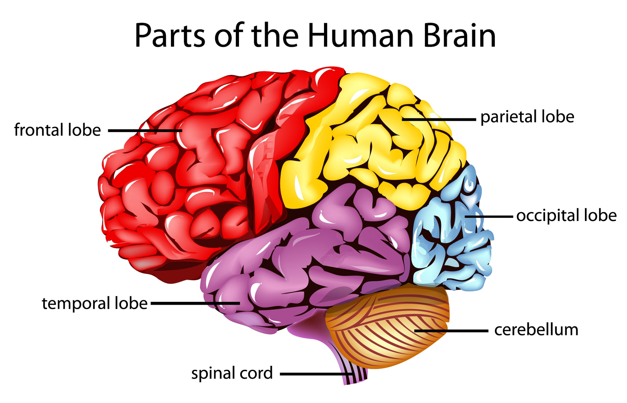 Parts Of The Brain - Brain, Transparent background PNG HD thumbnail