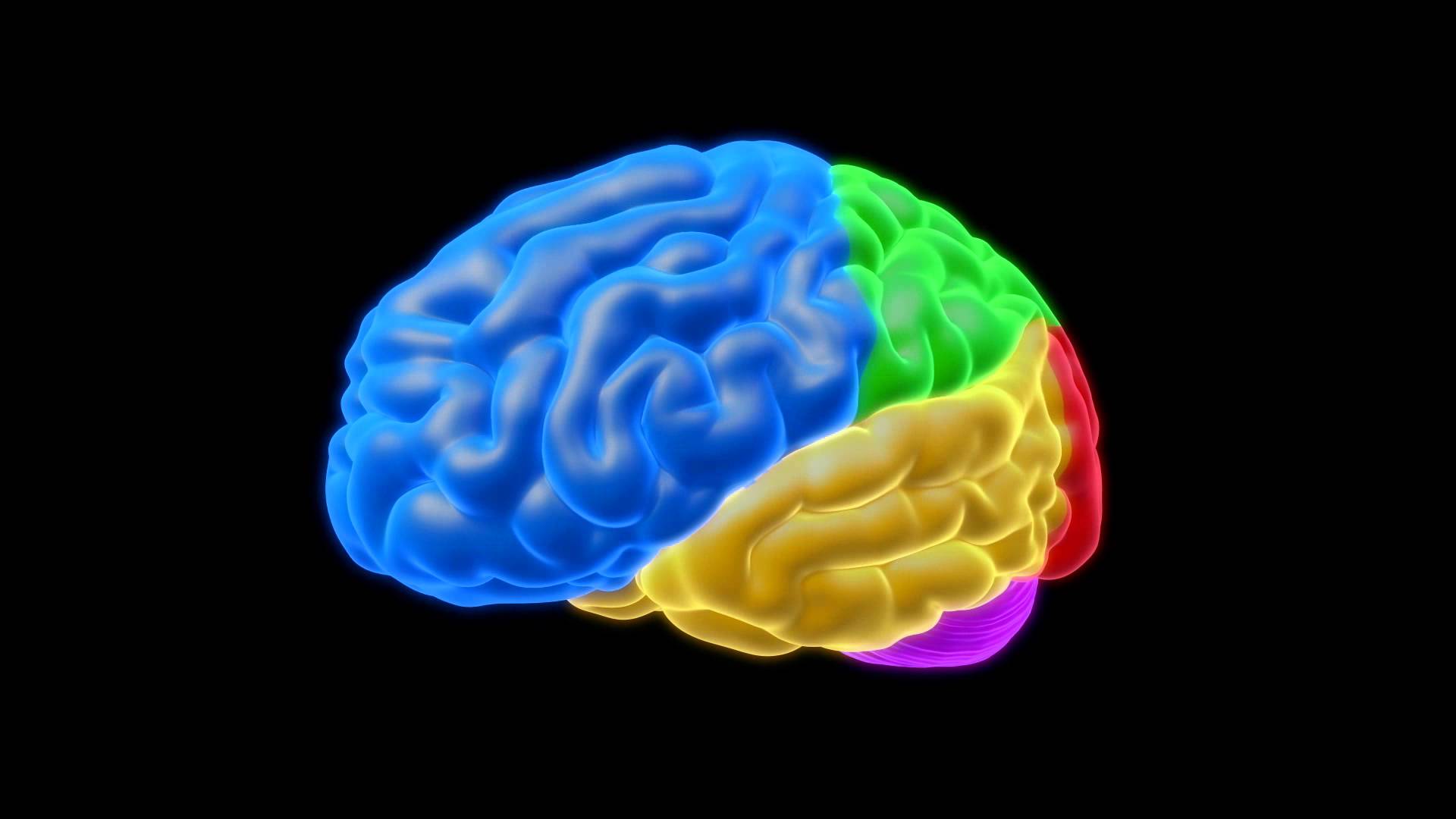 Royalty Free Medical Human Brain Hd Footage   Brain Glowing 360 Degree View   Youtube - Brain, Transparent background PNG HD thumbnail