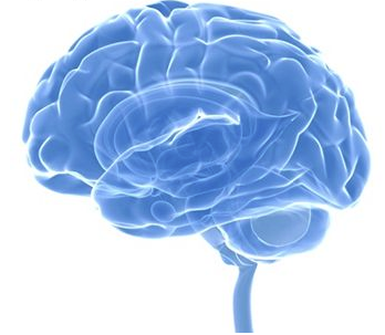 This Brain Boost Method Training Module Focuses On How To Build And Improve Your Brain To Enhance Memory And Make Improvements So That You Are Happier In Hdpng.com  - Brain Memory, Transparent background PNG HD thumbnail