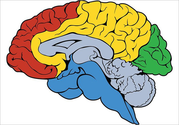 Astonishing Free Human Brain Vector - Brain, Transparent background PNG HD thumbnail