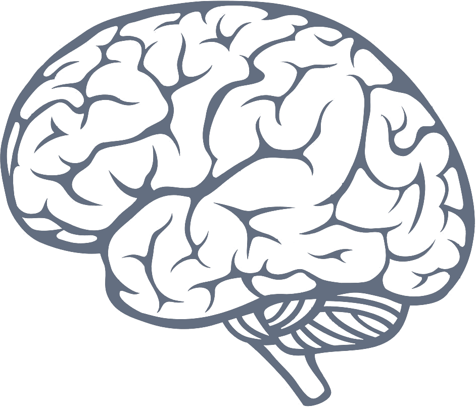Brain Icon Png Image #2536 - Brain, Transparent background PNG HD thumbnail