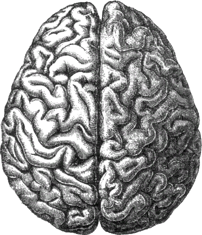 File:human Brain.png - Brain, Transparent background PNG HD thumbnail