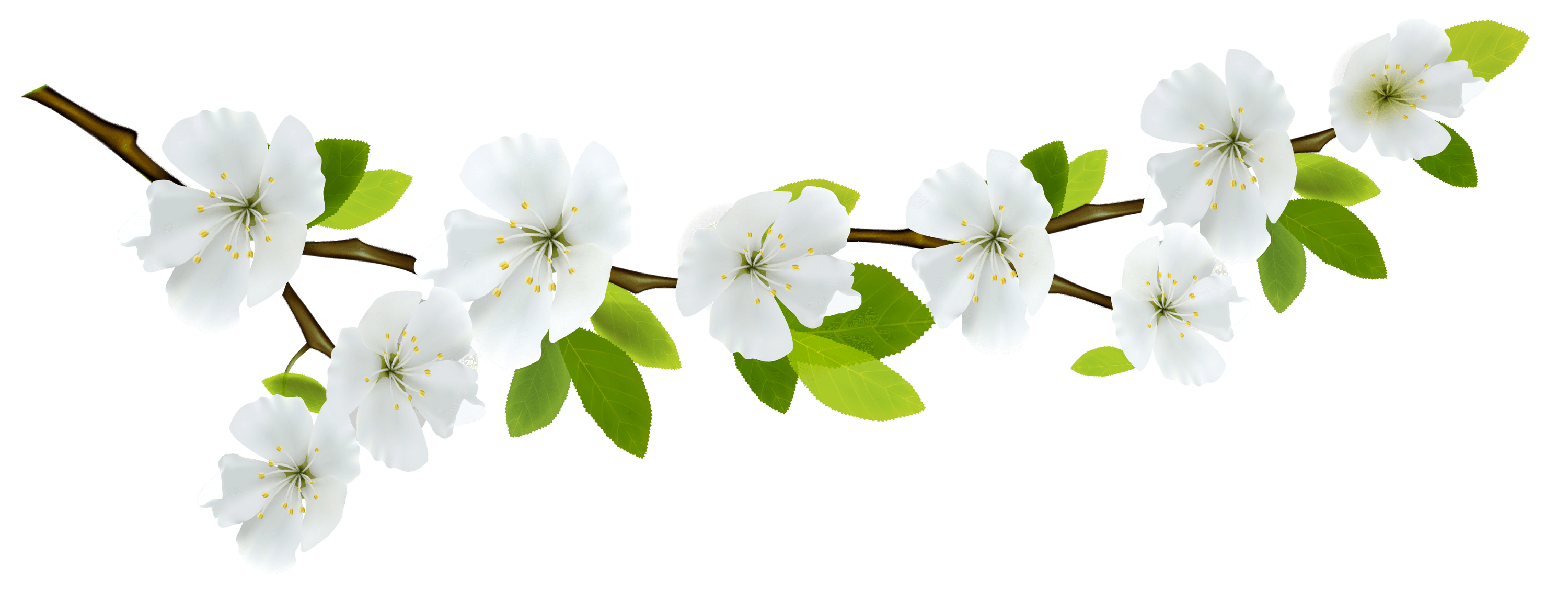Branch And Flowers - Branch, Transparent background PNG HD thumbnail