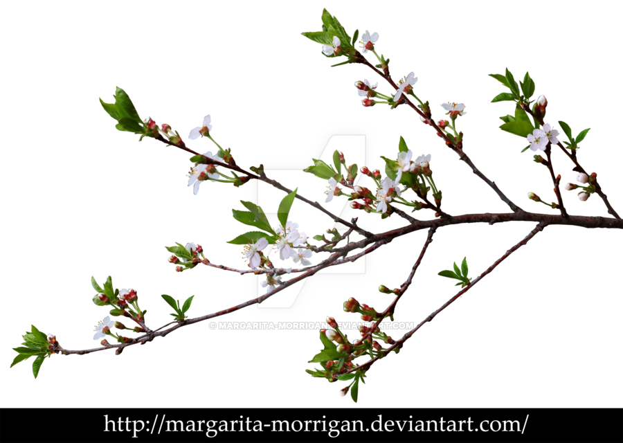 Branch Of Cherry Blossoms By Margarita Morrigan - Branch, Transparent background PNG HD thumbnail