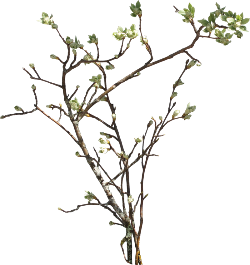 Branch Png Picture Png Image - Branch, Transparent background PNG HD thumbnail