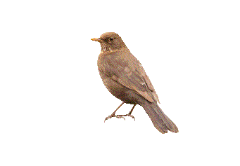 Breaking Strength: 14Kg - Sparrow, Transparent background PNG HD thumbnail