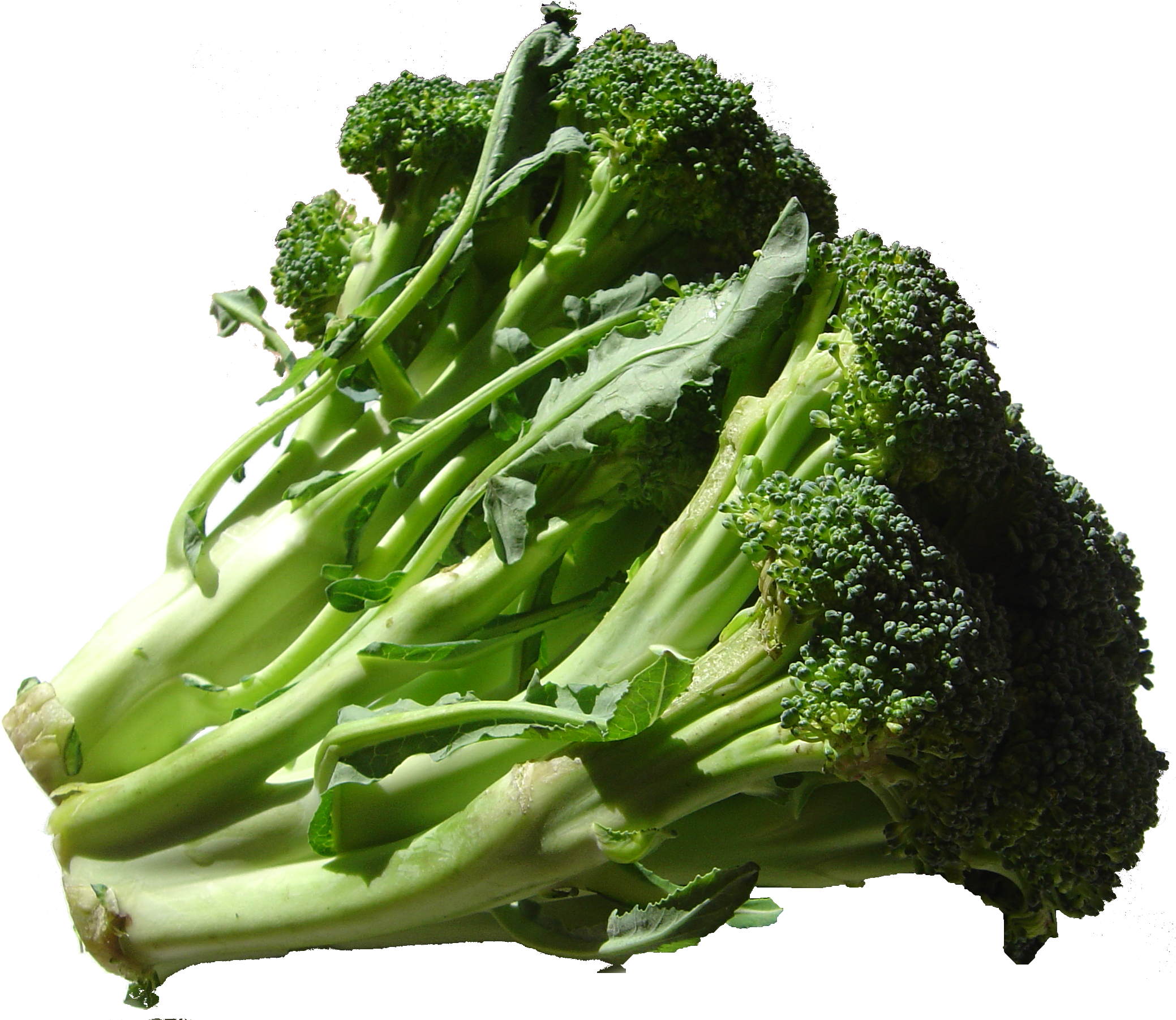 Broccoli PNG image with trans