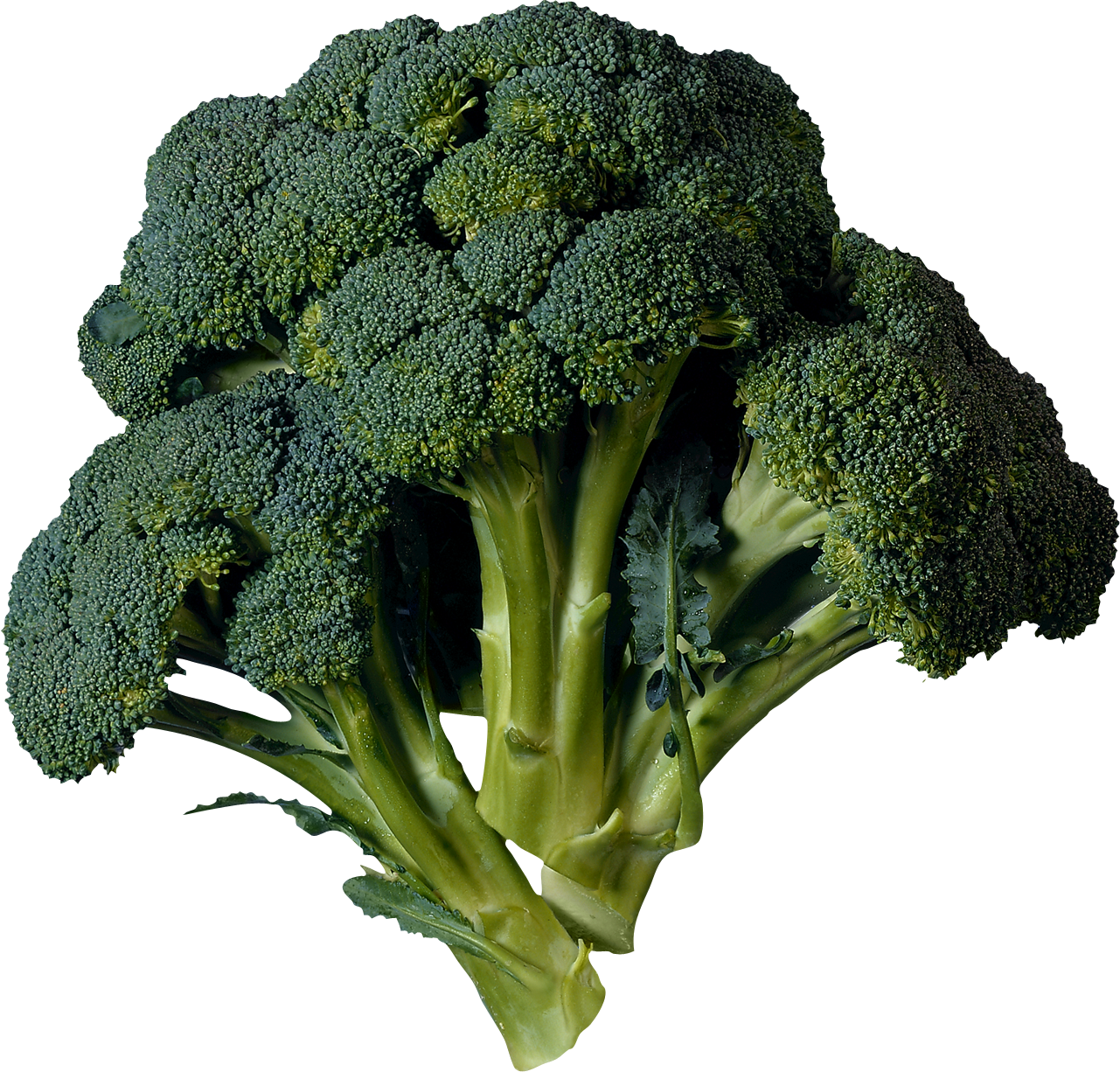 Broccoli PNG. Broccoli Transp
