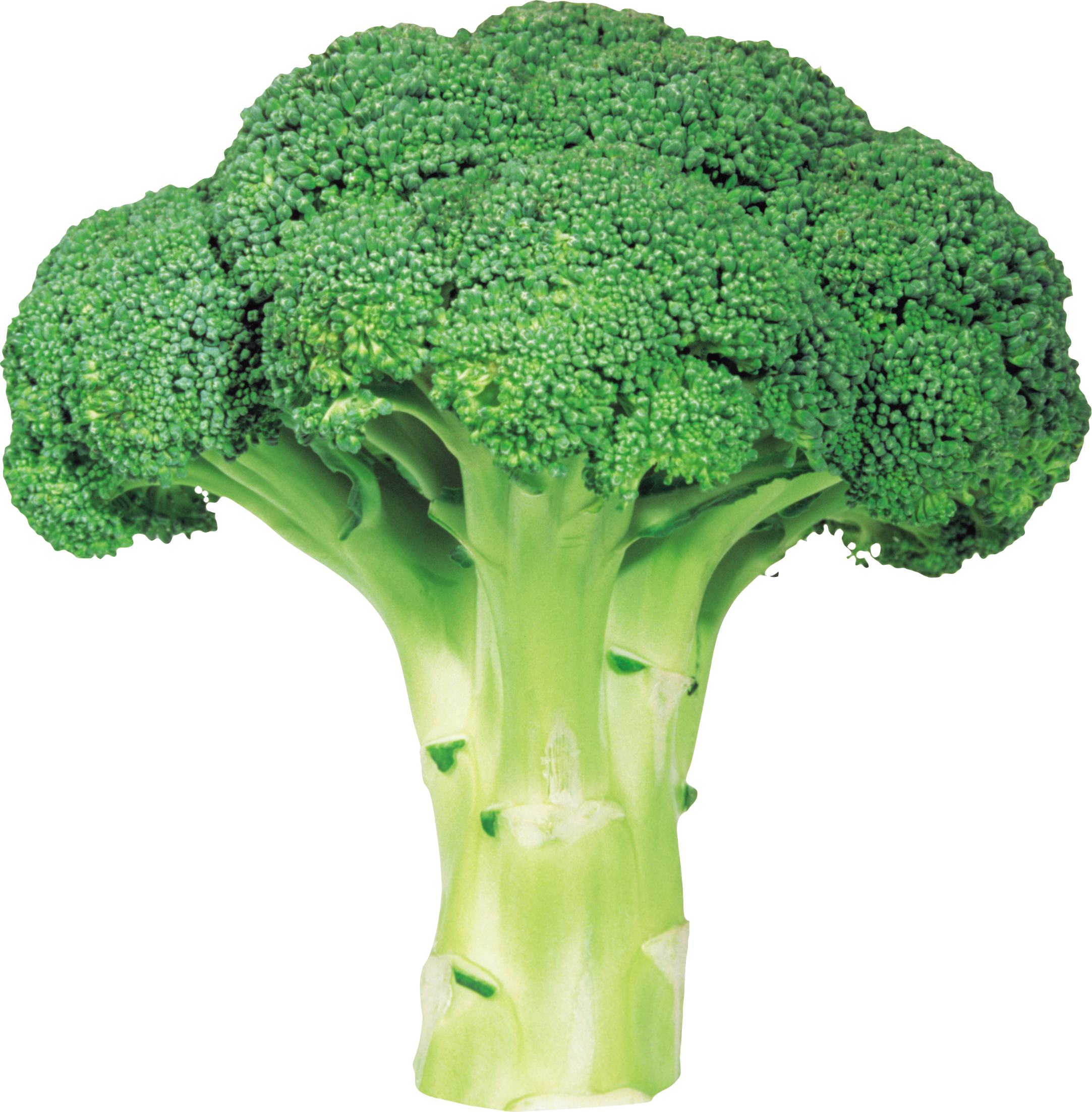 Broccoli Png Image With Transparent Background - Broccoli, Transparent background PNG HD thumbnail