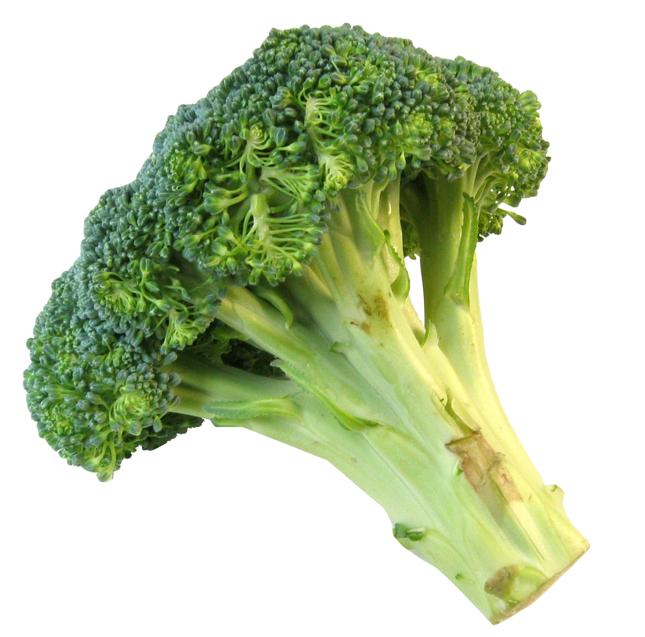 Fresh Broccoli Png Image - Broccoli, Transparent background PNG HD thumbnail