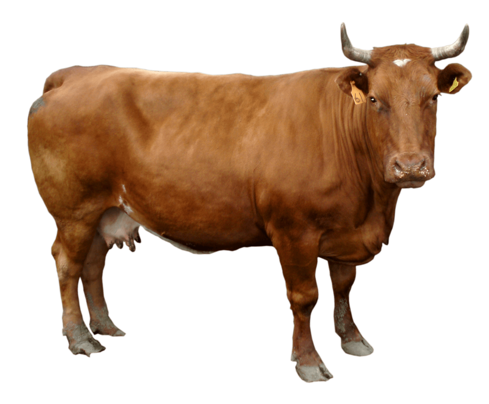 Brown cow plain vector