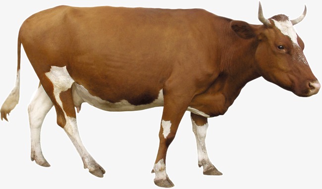 Brown Cow, Brown, Animal, Cow Png Image And Clipart - Brown Cow, Transparent background PNG HD thumbnail