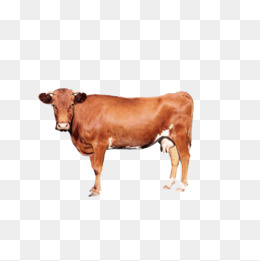 Brown Cow, Cattle, Animal, Brown Cow Png Image And Clipart - Brown Cow, Transparent background PNG HD thumbnail