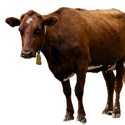 Brown cow plain vector