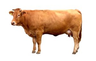 clip art of brown cow