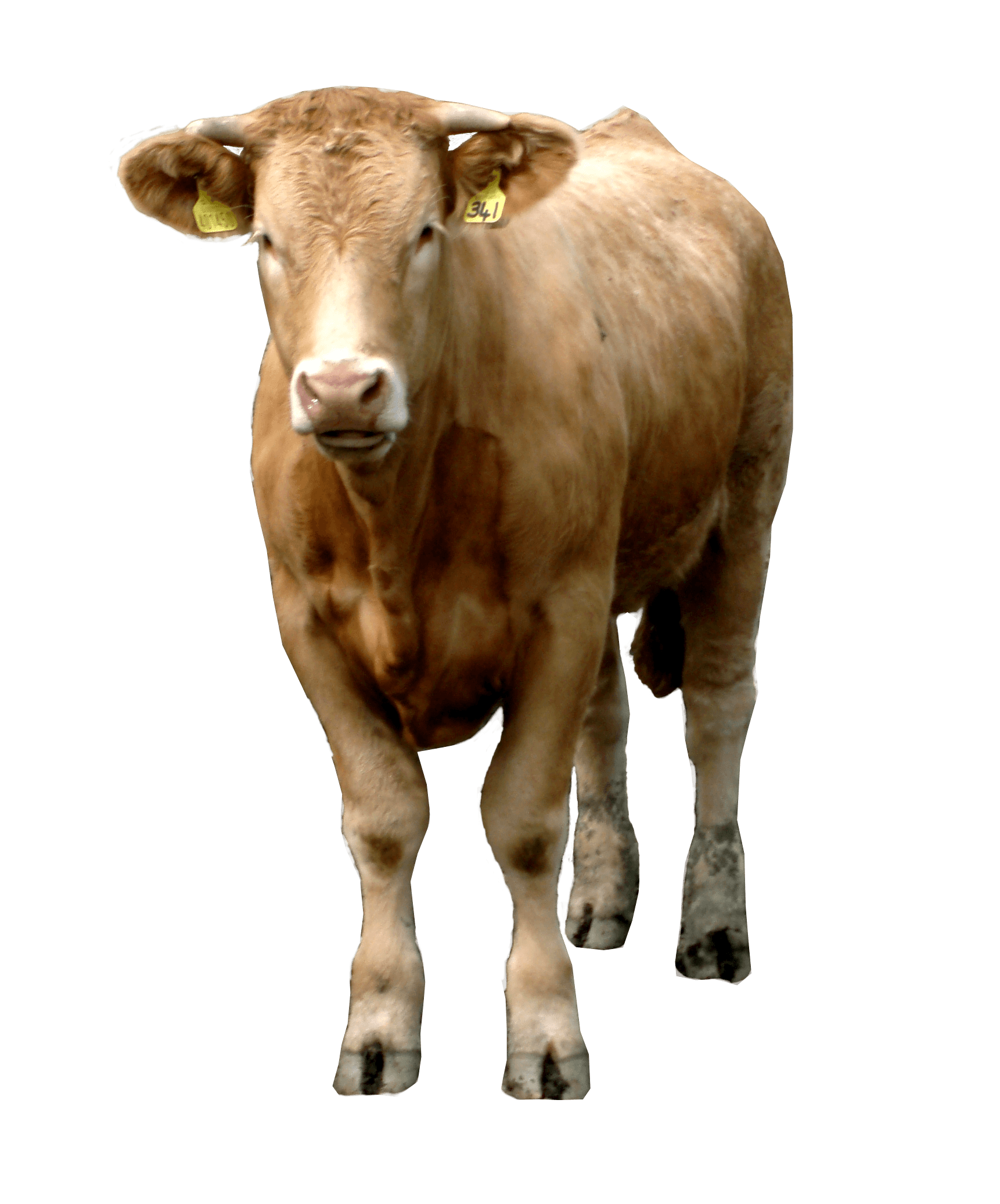 Brown Cow Png Image Png Image - Brown Cow, Transparent background PNG HD thumbnail