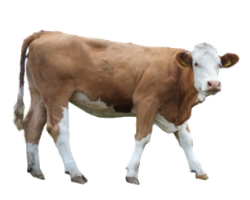 Carte Card - Brown Cow, Transparent background PNG HD thumbnail