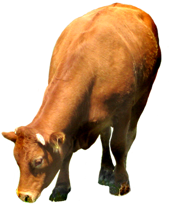 Cow White Background