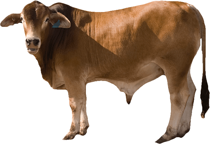 Cow Png 9 - Brown Cow, Transparent background PNG HD thumbnail