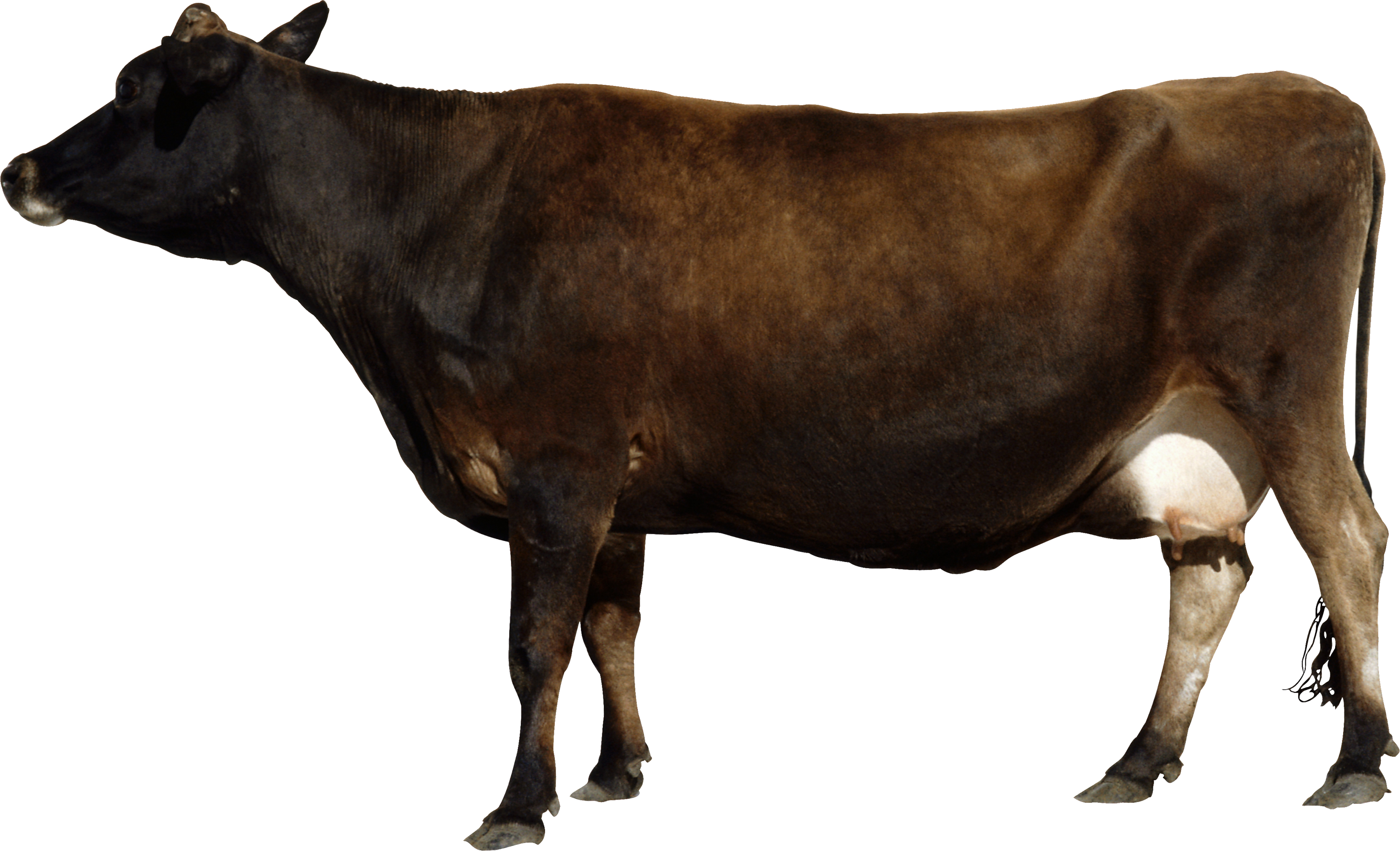 Brown cow, Cattle, Animal, Br