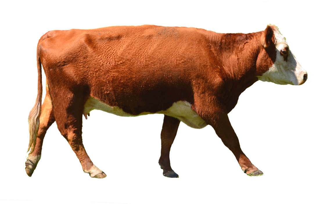 clip art of brown cow