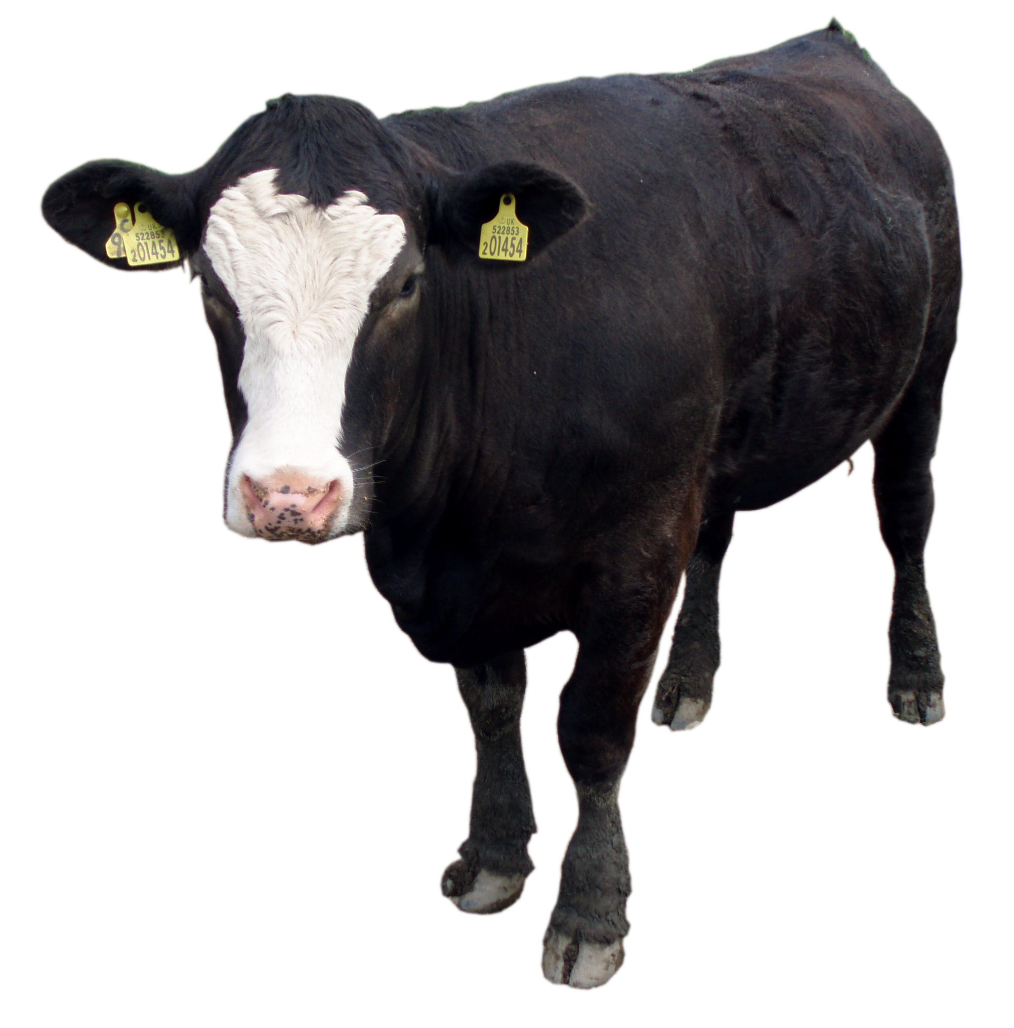 Cow HD PNG-PlusPNG pluspng.co