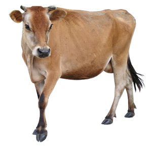 Cow Vector 14 - Brown Cow, Transparent background PNG HD thumbnail