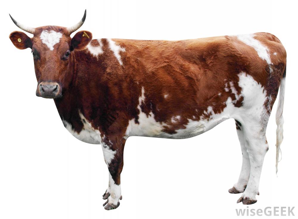 Cow White Background - Brown Cow, Transparent background PNG HD thumbnail