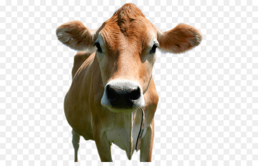 Jersey Cattle Holstein Friesian Cattle Brown Swiss Cattle Calf Milk   Cow - Brown Cow, Transparent background PNG HD thumbnail