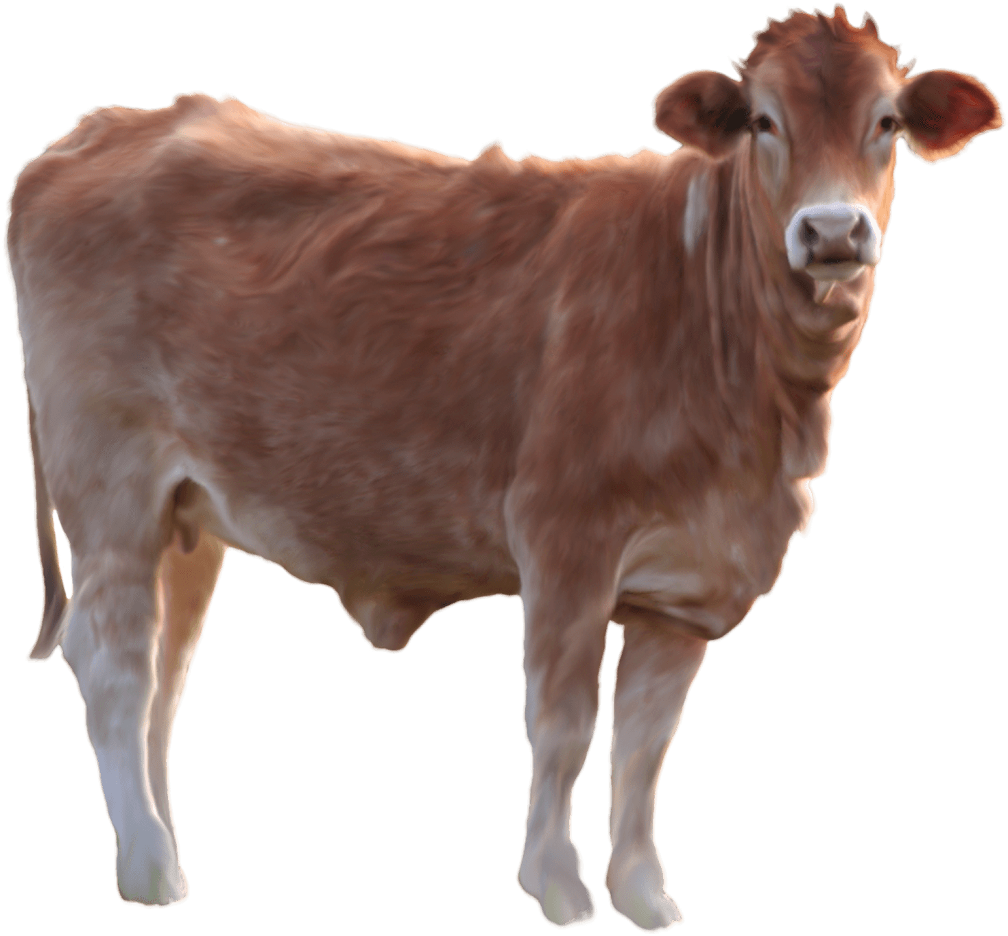 Watercolor Cow vector, Waterc