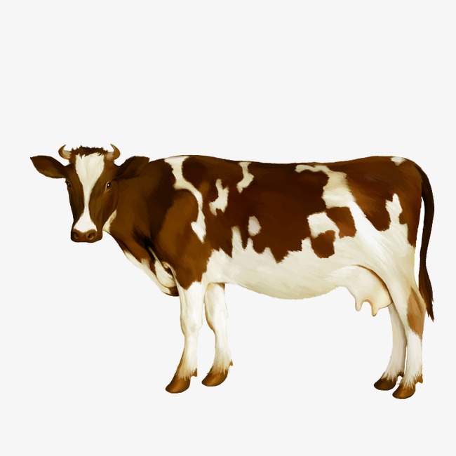 Watercolor Cow Vector, Watercolor, Brown White, Dairy Cow Png And Vector - Brown Cow, Transparent background PNG HD thumbnail