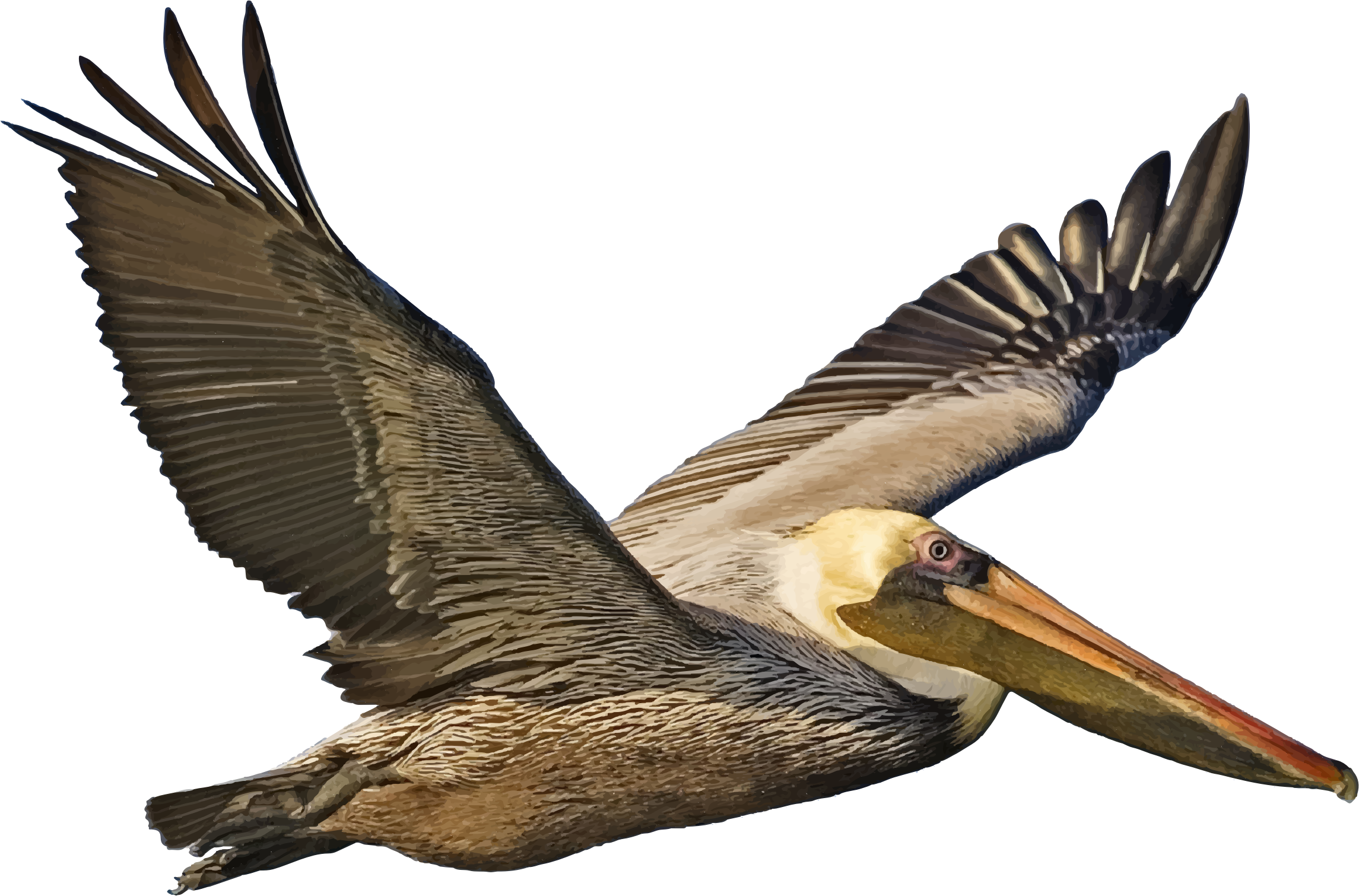 A Brown Pelican soars by Pepe