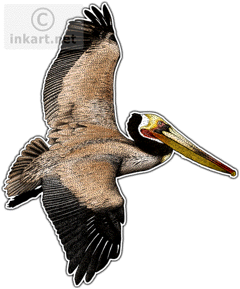 Brown Pelican Decal - Brown Pelican, Transparent background PNG HD thumbnail